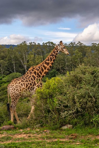 107 Port Elizabeth, Pumba Private Game Reserve, Zuid-Afrika.jpg